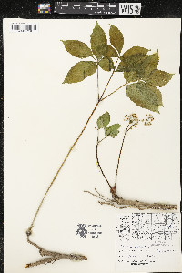 Aralia nudicaulis image