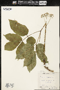 Aralia nudicaulis image