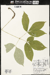 Aralia nudicaulis image