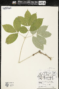 Aralia nudicaulis image