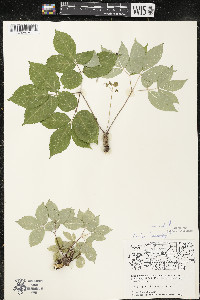 Aralia nudicaulis image