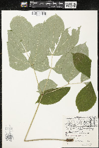 Aralia nudicaulis image