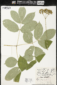 Aralia nudicaulis image