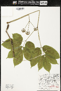 Aralia nudicaulis image