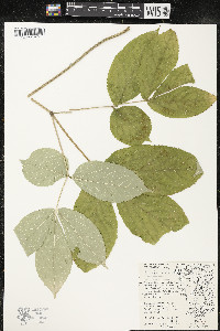 Aralia nudicaulis image