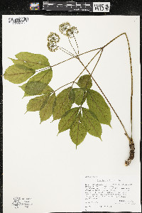 Aralia nudicaulis image