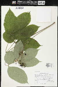 Aralia nudicaulis image