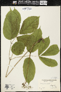 Aralia nudicaulis image