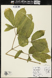 Aralia nudicaulis image