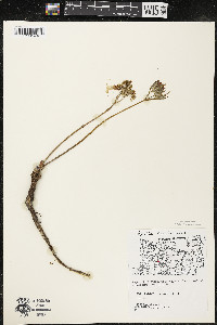 Aralia nudicaulis image