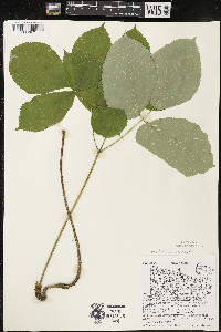 Aralia nudicaulis image