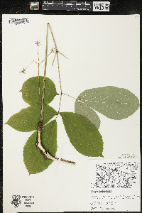 Aralia nudicaulis image