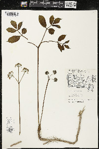 Aralia nudicaulis image