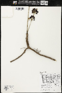 Aralia nudicaulis image