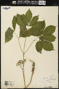 Aralia nudicaulis image