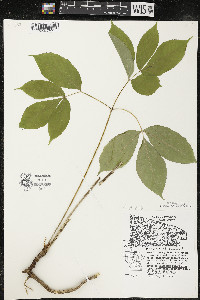 Aralia nudicaulis image