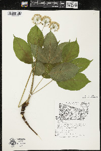Aralia nudicaulis image