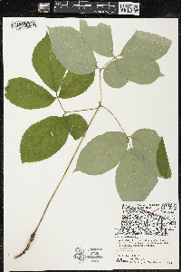 Aralia nudicaulis image