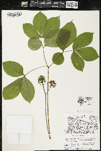 Aralia nudicaulis image