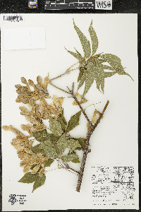 Acer negundo var. negundo image
