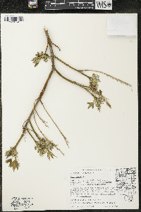 Acer negundo var. negundo image