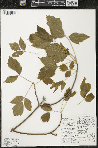 Acer negundo var. negundo image