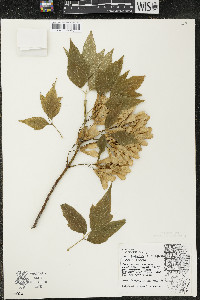 Acer negundo var. negundo image