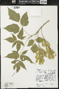 Acer negundo var. negundo image