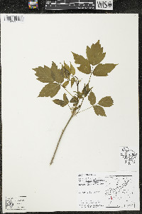 Acer negundo var. negundo image