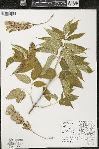 Acer negundo var. negundo image
