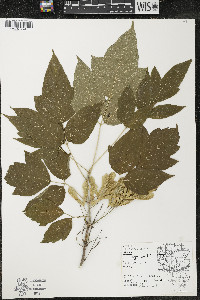 Acer negundo var. negundo image