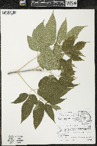 Acer negundo var. negundo image