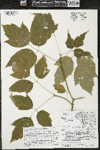 Acer negundo var. negundo image