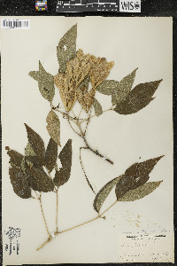 Acer negundo var. negundo image