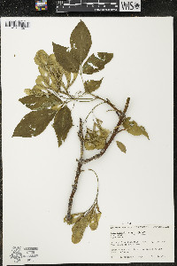 Acer negundo var. negundo image