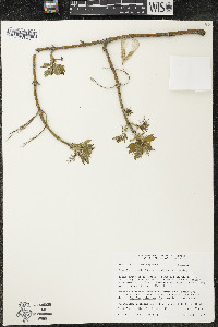 Acer negundo var. negundo image