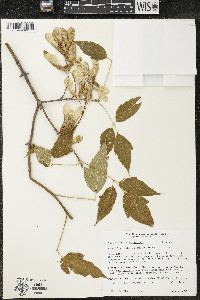 Acer negundo var. negundo image
