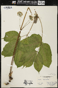 Aralia nudicaulis image