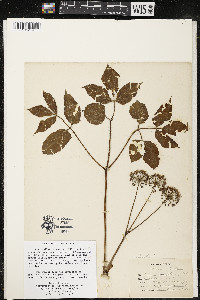 Aralia nudicaulis image