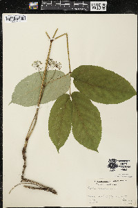 Aralia nudicaulis image