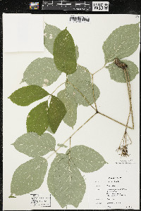 Aralia nudicaulis image