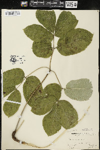 Aralia nudicaulis image