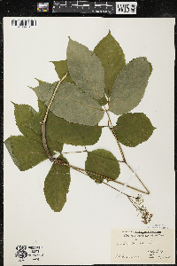 Aralia nudicaulis image