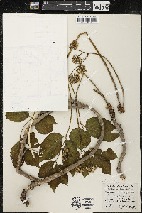 Aralia nudicaulis image