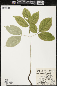 Aralia nudicaulis image