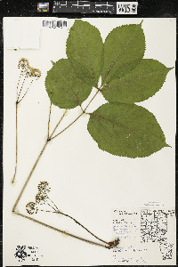 Aralia nudicaulis image