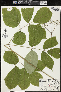 Aralia nudicaulis image