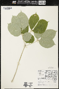 Aralia nudicaulis image