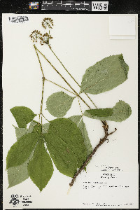 Aralia nudicaulis image