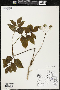 Aralia nudicaulis image